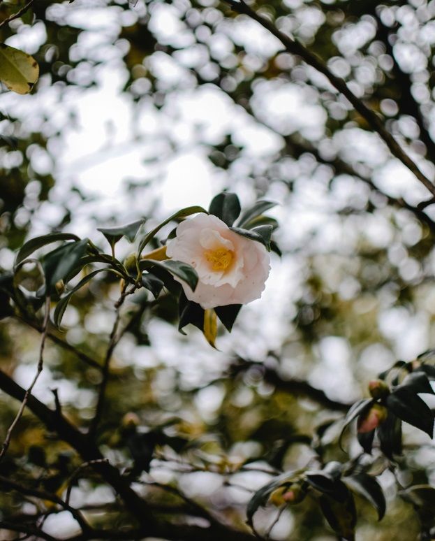 Camellia flower - winter flowers.jpg