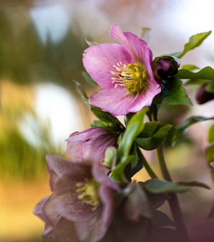Hellebore flower.jpg