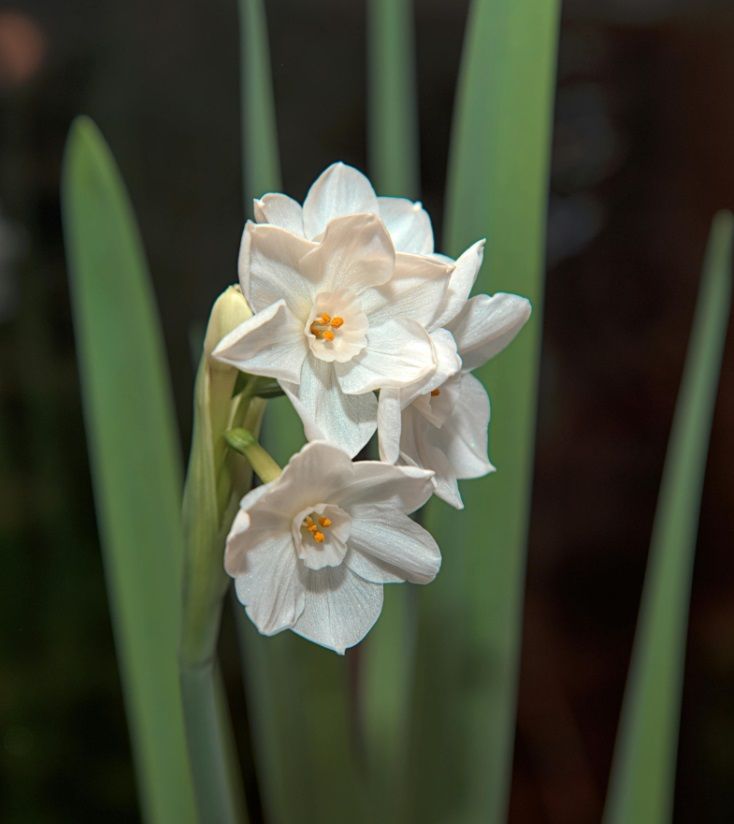 Paperwhite Narcissus flower.jpg