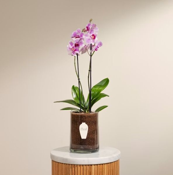 Purple Orchid Flowers.jpg
