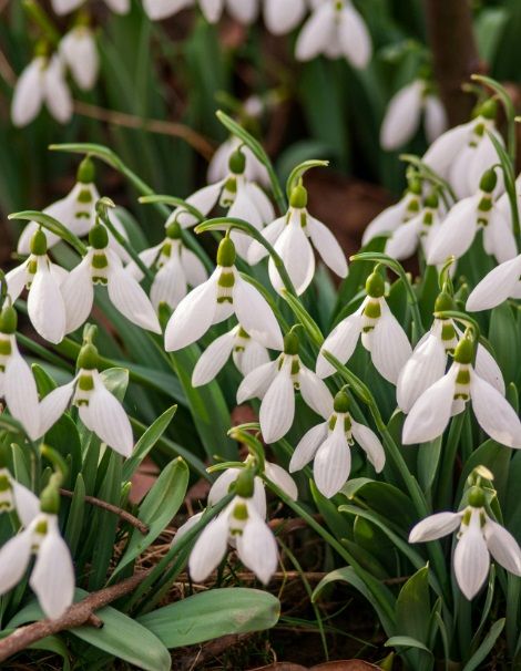 Snowdrop flowers blooming.jpg