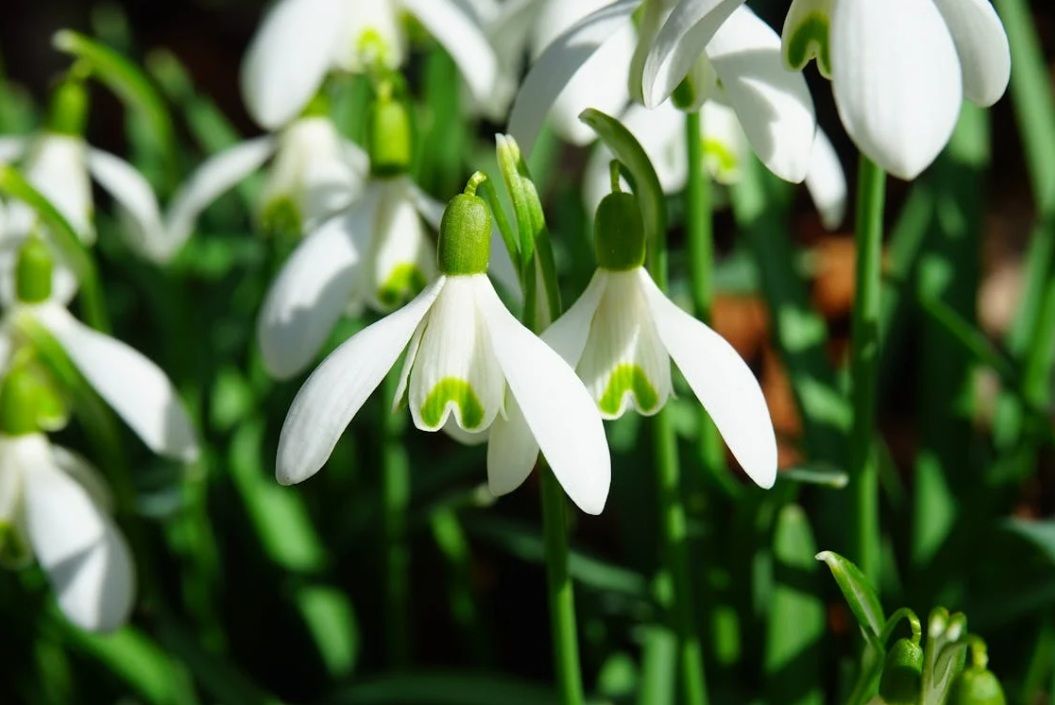 Snowdrop flowers landscape.jpg
