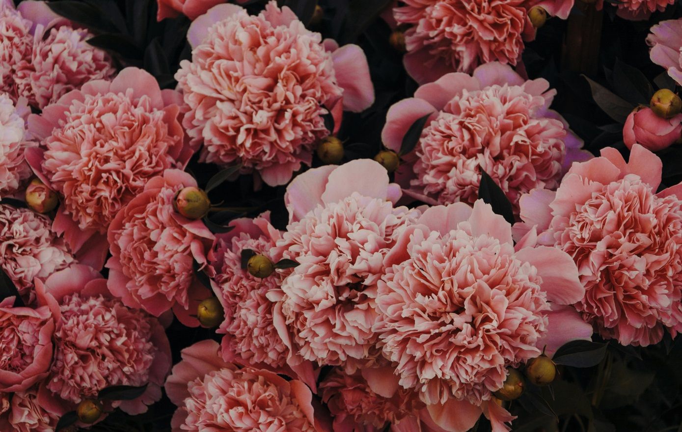 January Birth Flower: Your Ultimate Guide